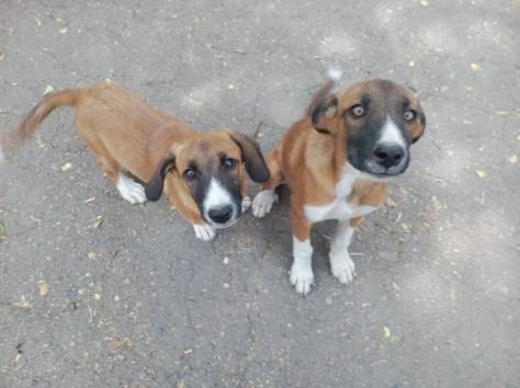 В ласковые добрые руки передам щенков охранной дворовой., фотография 3