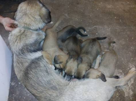 В ласковые добрые руки передам щенков охранной дворовой., фотография 4