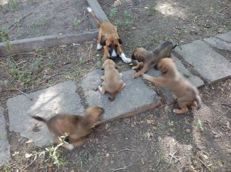 В ласковые добрые руки передам щенков охранной дворовой., фотография 5