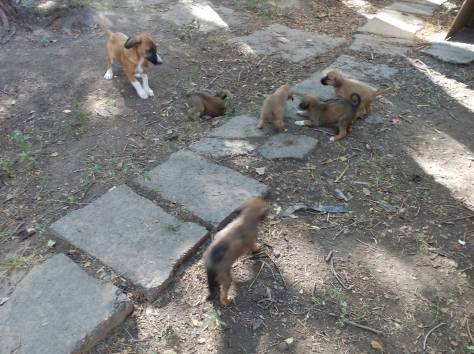 В ласковые добрые руки передам щенков охранной дворовой., фотография 6