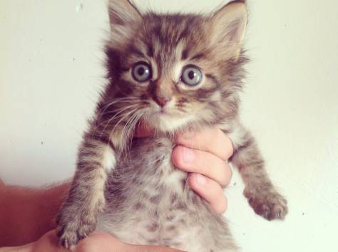 Котята от породистой кошки в хорошие руки, фотография 1