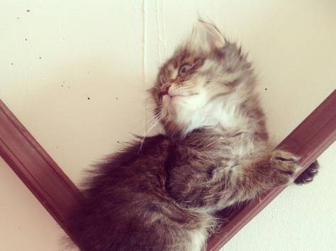 Котята от породистой кошки в хорошие руки, фотография 2