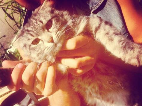 Котята от породистой кошки в хорошие руки, фотография 5