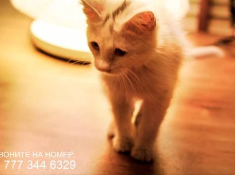 Срочно!! Отдам Светлого Котенка в добрые руки!!, фотография 1