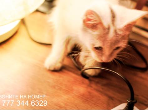 Срочно!! Отдам Светлого Котенка в добрые руки!!, фотография 2