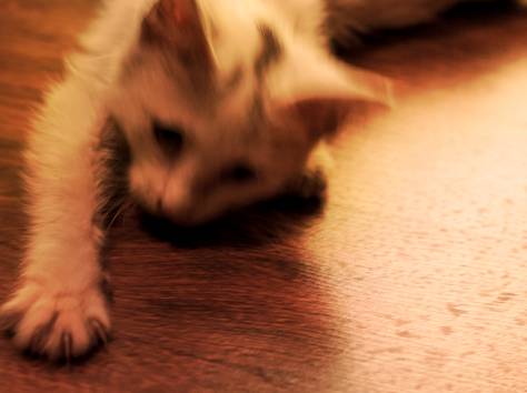 Срочно!! Отдам Светлого Котенка в добрые руки!!, фотография 3