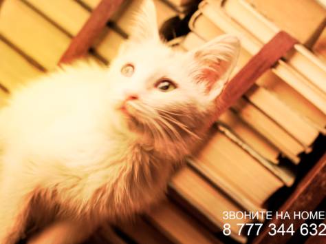 Срочно!! Отдам Светлого Котенка в добрые руки!!, фотография 4