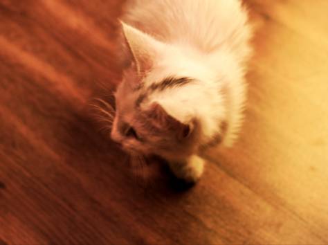 Срочно!! Отдам Светлого Котенка в добрые руки!!, фотография 5