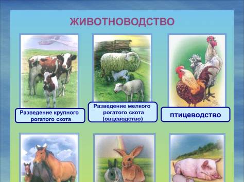 Наглядные пособия, фотография 3