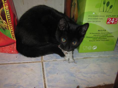 котенок, фотография 2