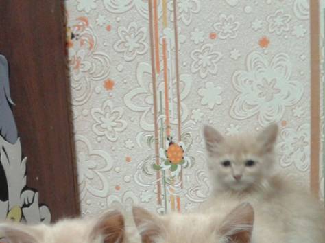 отдам котяток, фотография 1