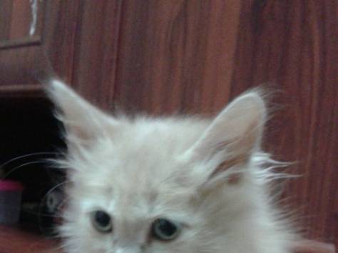 отдам котяток, фотография 3