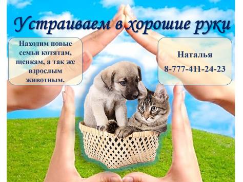 Устраиваем в хорошие руки., фотография 1