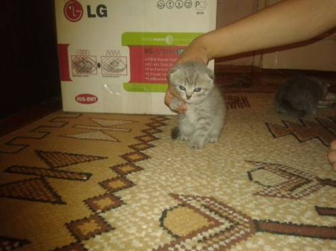 Продам очаровательных  вислоухих котят!Реальным покупателям скидка!!, фотография 2