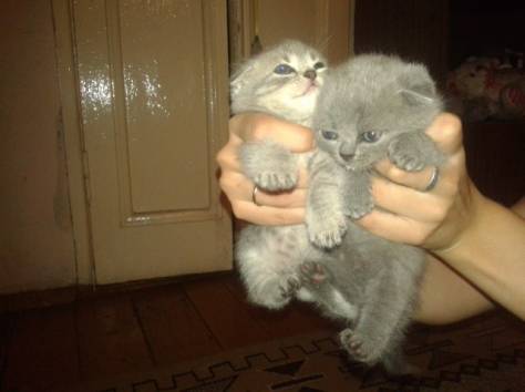 Продам очаровательных  вислоухих котят!Реальным покупателям скидка!!, фотография 3