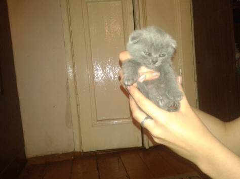 Продам очаровательных  вислоухих котят!Реальным покупателям скидка!!, фотография 4