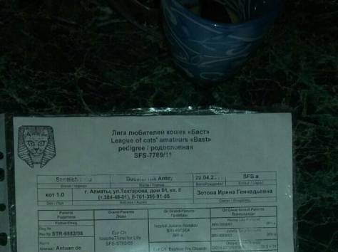 Продам очаровательных  вислоухих котят!Реальным покупателям скидка!!, фотография 5