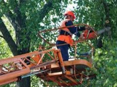 Спил и обрезка деревьев в Алматы, фотография 3