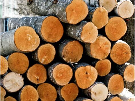 Спил и обрезка деревьев в Алматы, фотография 4