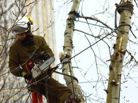 Спил и обрезка деревьев в Алматы, фотография 5