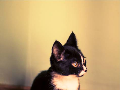 Срочно!! Отдам Милого Черного Котенка в добрые руки!!, фотография 3