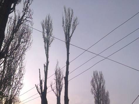 Спил деревьев в Алматы и Алматинской области!, фотография 1