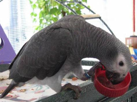 попугая жако, фотография 1