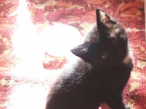 Котята ждут доброго и заботливого хозяина, фотография 4