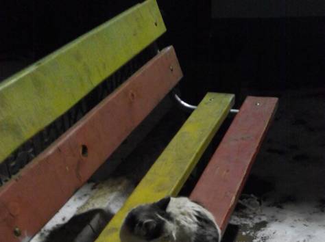 Кошка-хозяйка, фотография 1