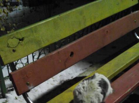 Кошка-хозяйка, фотография 2