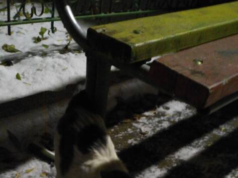 Кошка-хозяйка, фотография 4