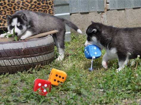 Сибирский хаски, фотография 1