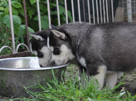 Сибирский хаски, фотография 2