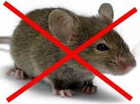 обработка от мышей и крыс, фотография 1