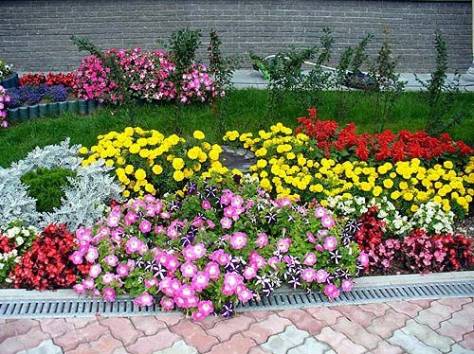 Озеленение, Благоустройства, Садоводства , фотография 6