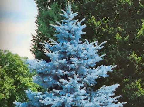 Озеленение, Благоустройства, Садоводства , фотография 8