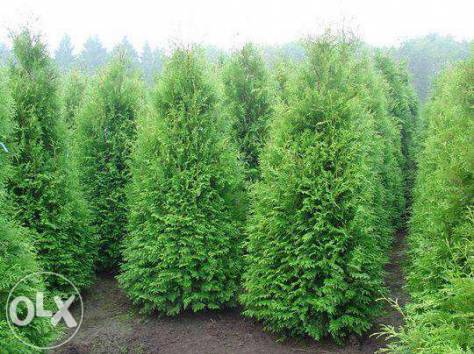 Озеленение, Благоустройства, Садоводства , фотография 9