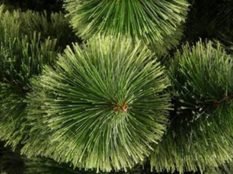 Новогодние искусственные елки, фотография 2