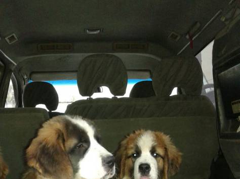 Щенки Московской сторожевой, фотография 3