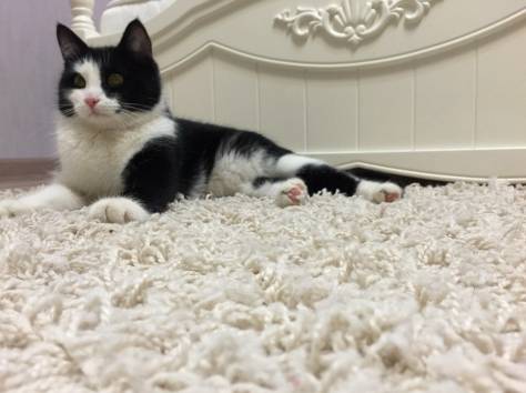 Отдается котенок-мальчик в добрые руки, фотография 3