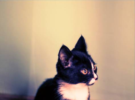 Срочно!! Отдам Черно-белого Котенка в добрые руки!!, фотография 1