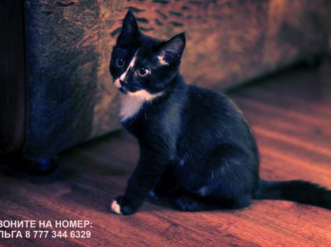 Срочно!! Отдам Черно-белого Котенка в добрые руки!!, фотография 2