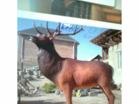 Скульптуры, фотография 4