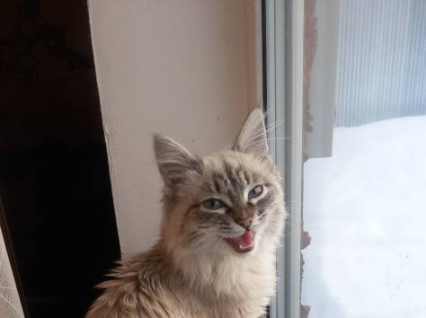 В добрые руки!, фотография 2