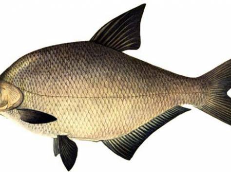 Рыба оптом, фотография 2