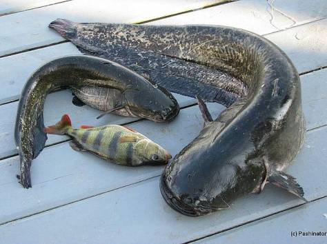 Рыба оптом, фотография 5