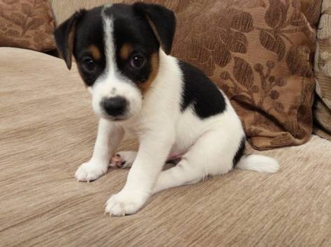 Продам щенка Джек Рассела. , фотография 2