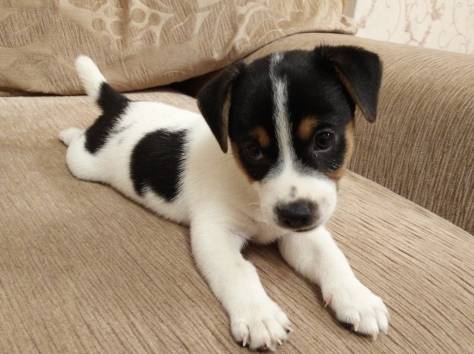 Продам щенка Джек Рассела. , фотография 3