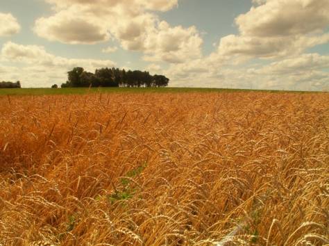 Продажа пшеничной муки от производителя,, фотография 3