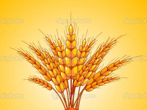 Пшеница, фотография 1
